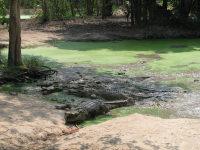 Projekt na ochranu krokodýla siamského