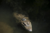 Projekt na ochranu krokodýla siamského